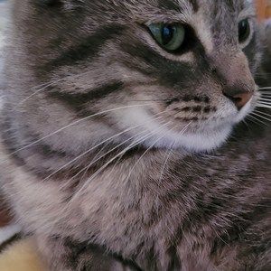 Meet your Posher, Abby